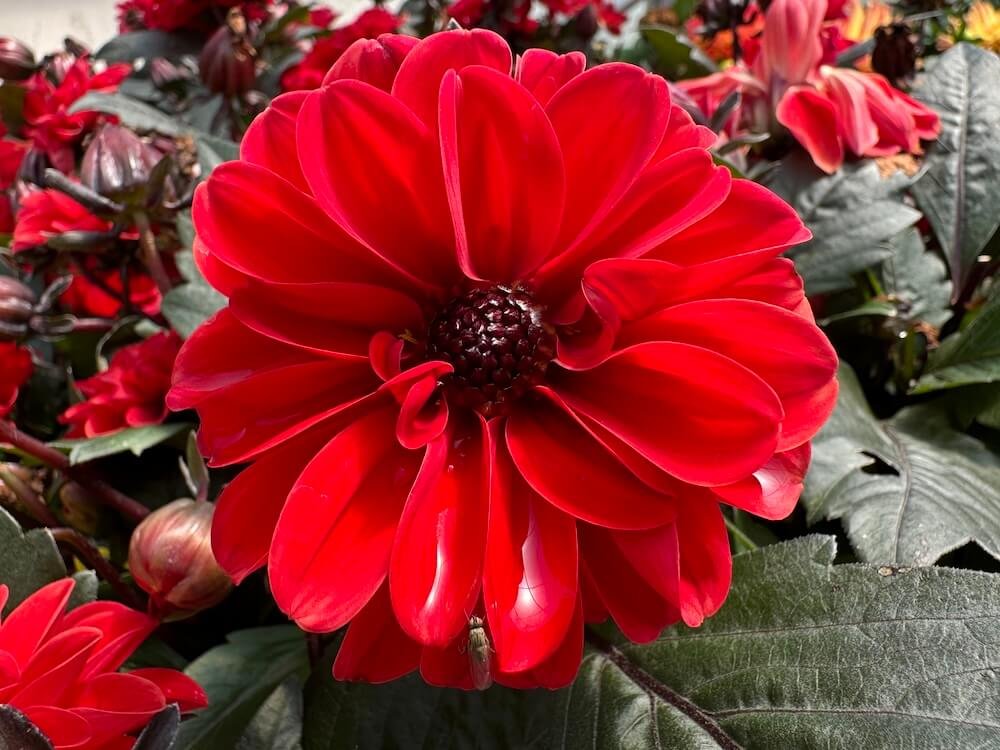 Dahlia 'Revelation Red'