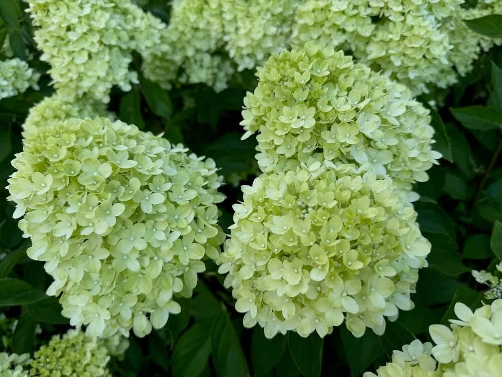 Hydrangea paniculata 'Little Lime'