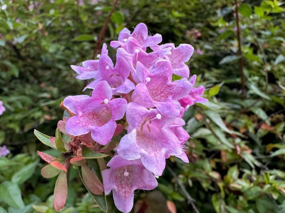 Abelia schumannii