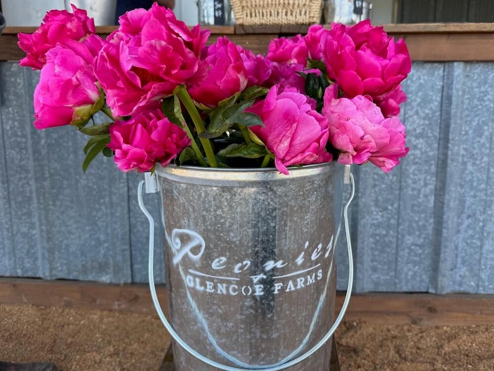 PEONIES AT GLENCOE FARMS