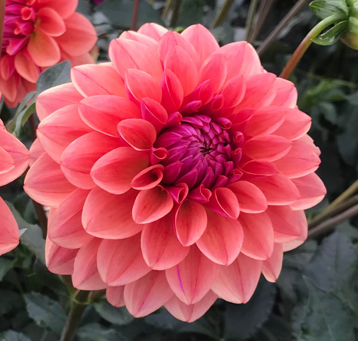 Dahlia 'All That Jazz'