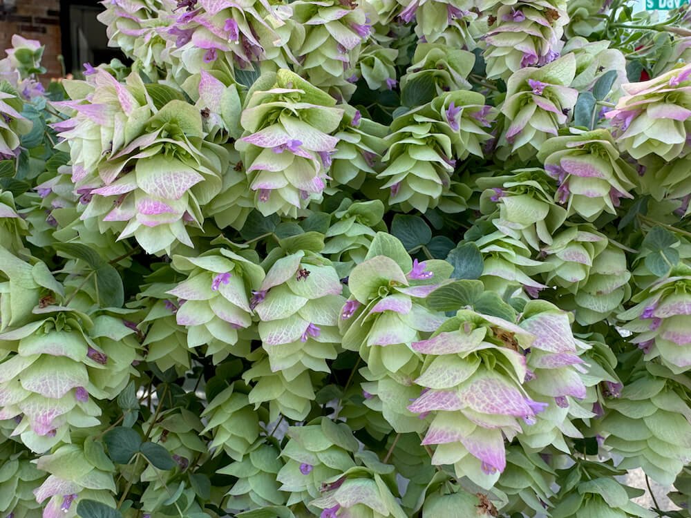 OREGANO (Origanum)