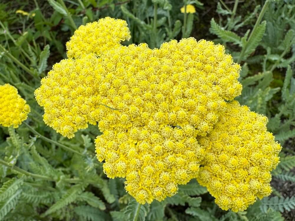 Achillea millefolium 'Moonshine'