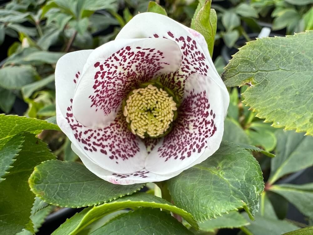 Helleborus x hybridus HGC 'SP Conny'