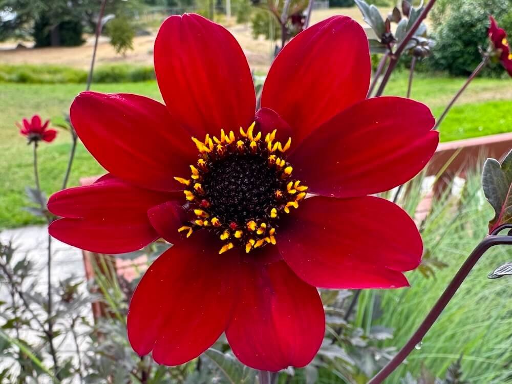 Dahlia 'Happy Single Romeo'