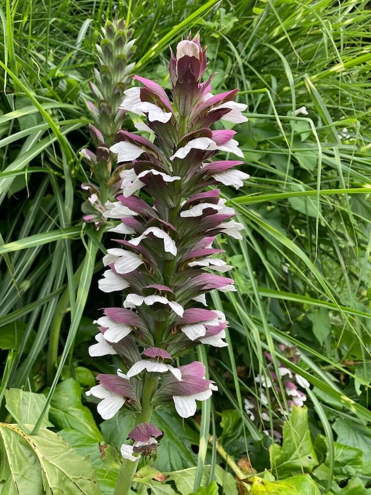 Acanthus mollis