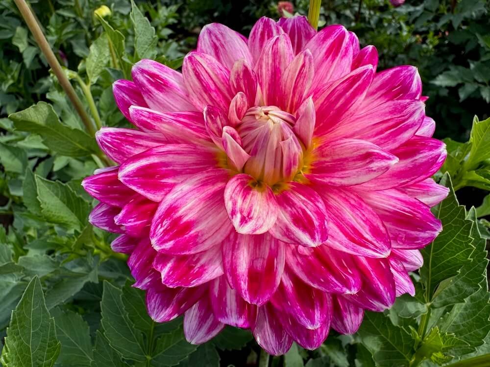 Dahlia 'Mamacita'