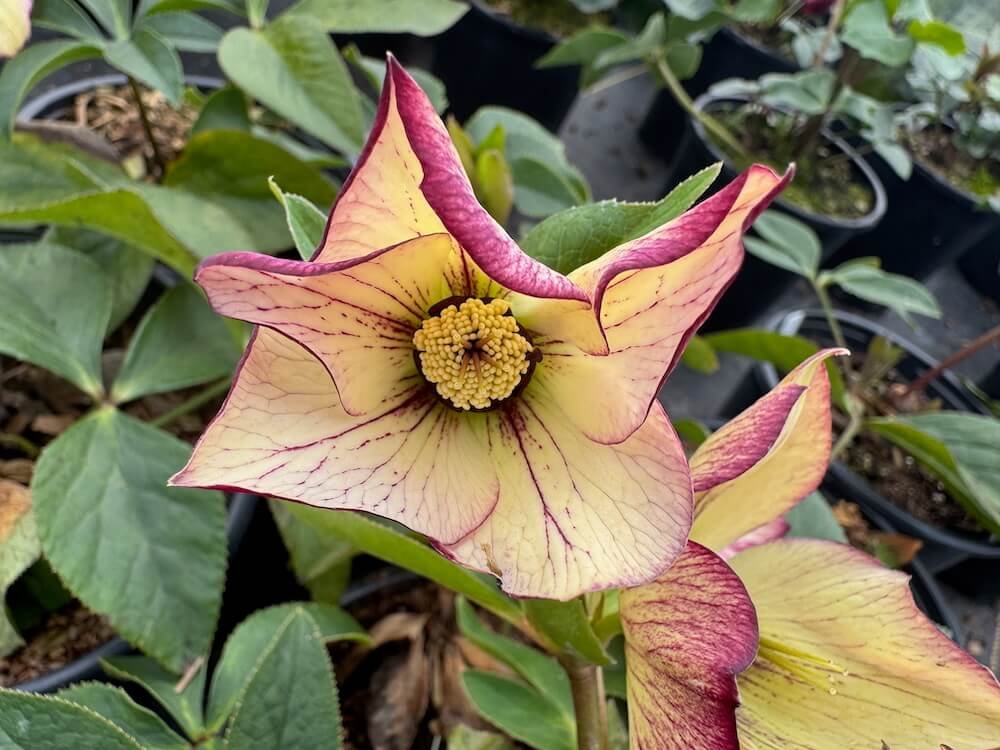 Helleborus x hybridus 'SP Anja Oudolf'