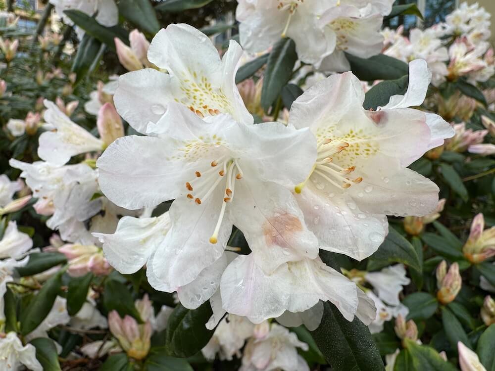 Rhododendron catawbiense 'Album'