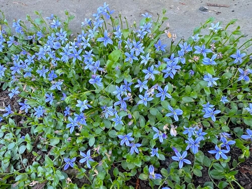 Blue Star Creeper (Pratia pedunculata 'County Park')