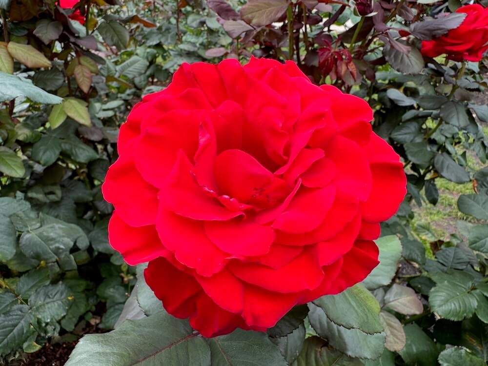 Rosa 'Legends'