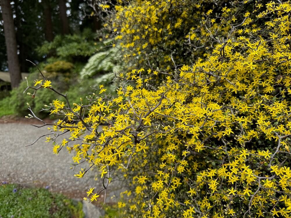 COROKIA