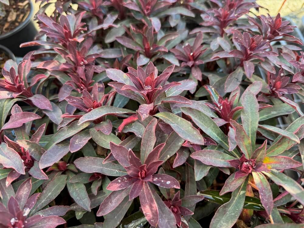 Euphorbia x ‘Miner’s Merlot’