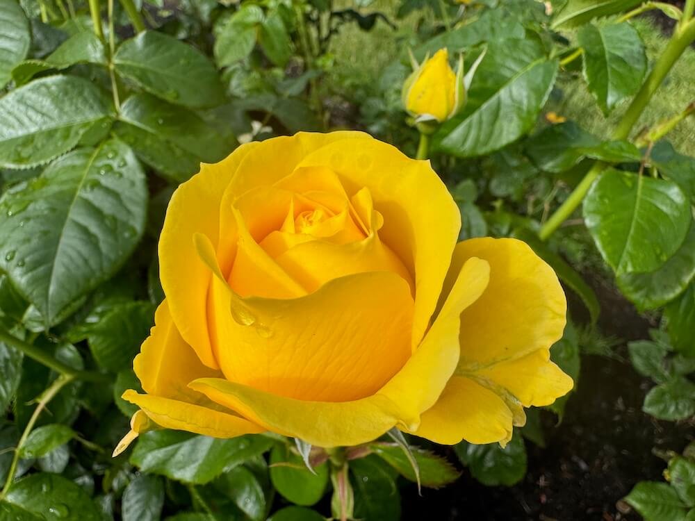 Rosa 'Monkey Business'