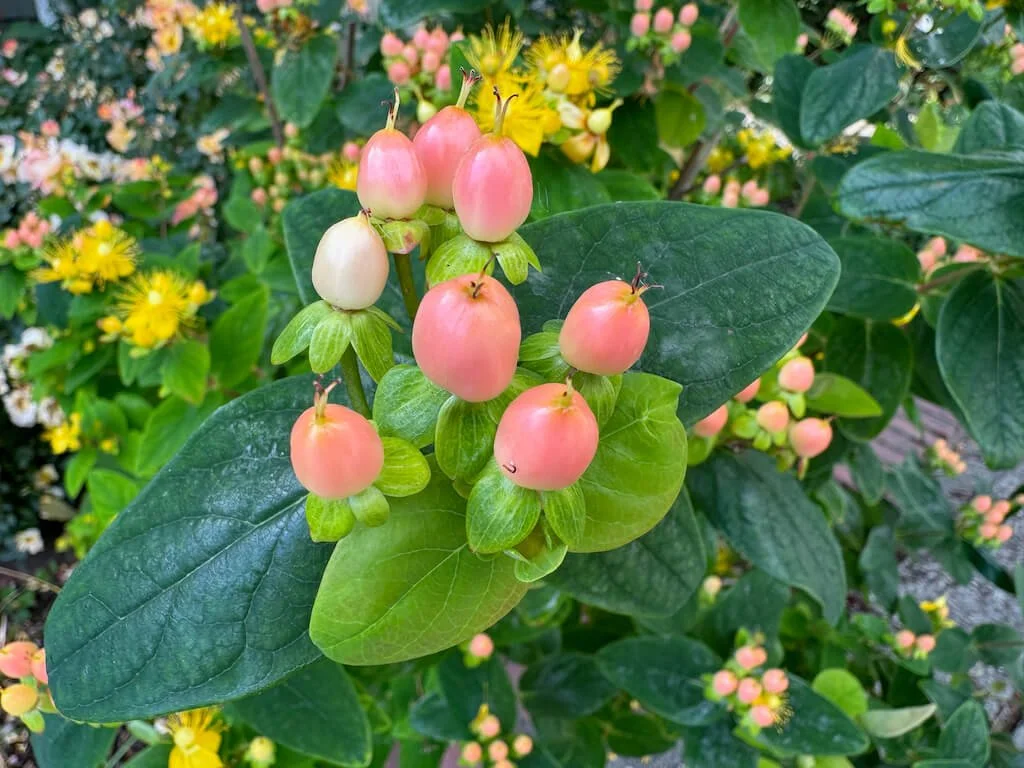ST. JOHN'S WORT (Hypericum)