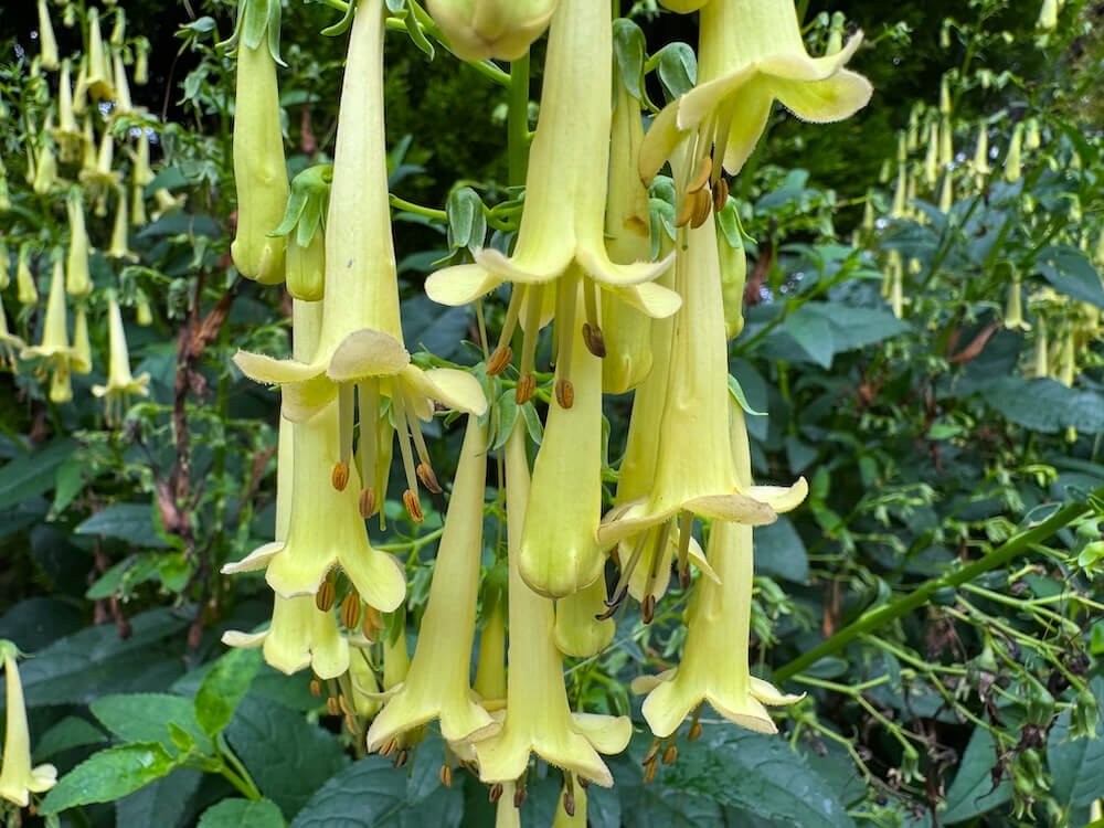 Phygelius x rectus 'Colorburst Yellow'