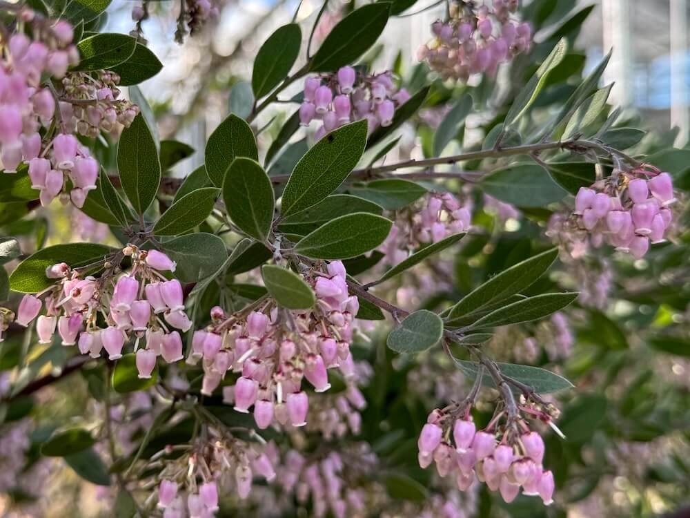 Arctostaphylos densiflorus 'Sentinel'