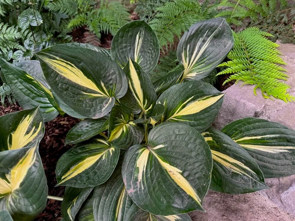 Hosta x 'Lakeside Paisley Print'