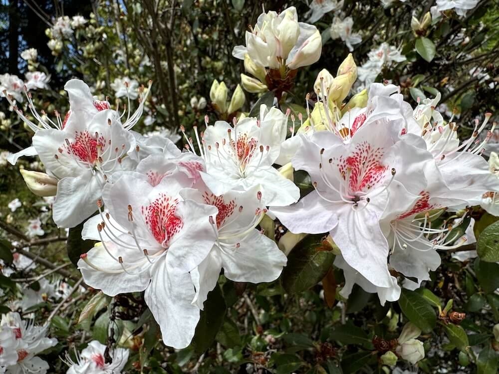Rhododendron yunnanense