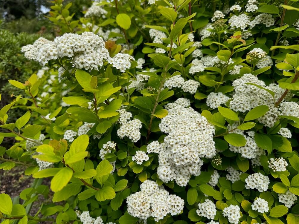Spiraea betulifolia 'Tor Gold'