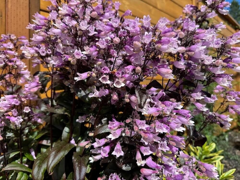 Penstemon digitalis 'Dakota Burgundy'
