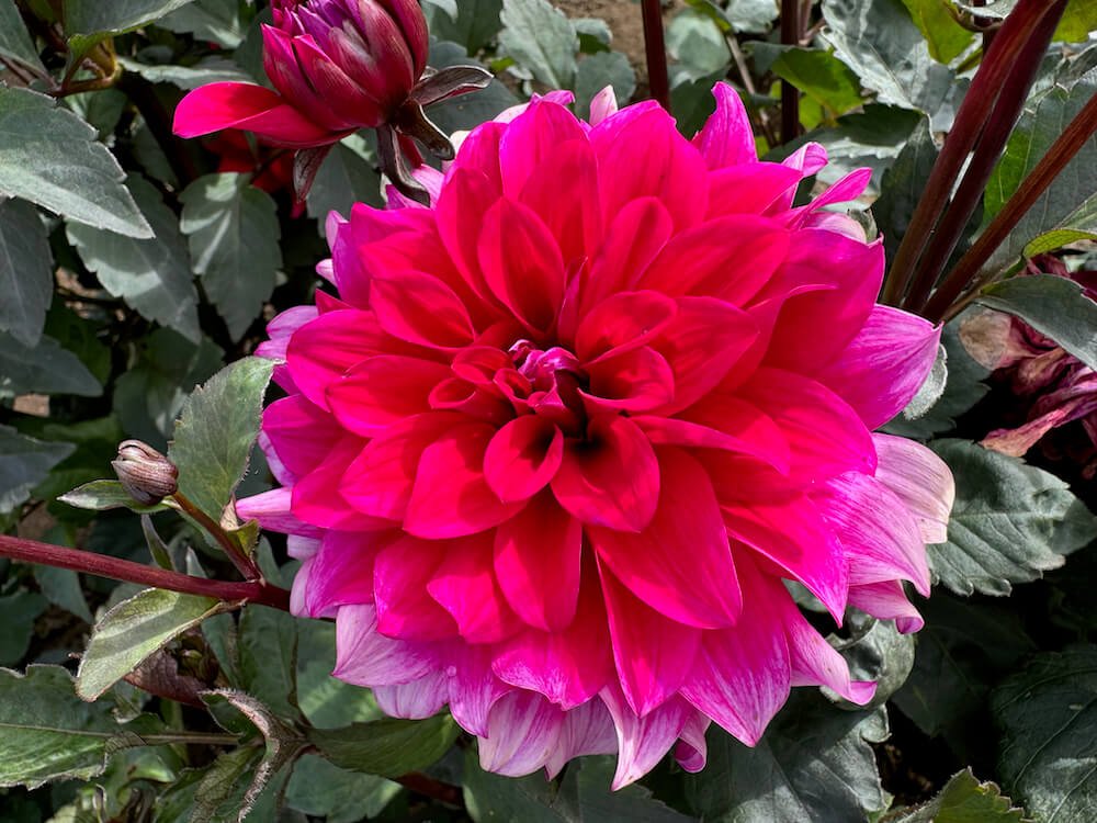 Dahlia 'Sayonara'