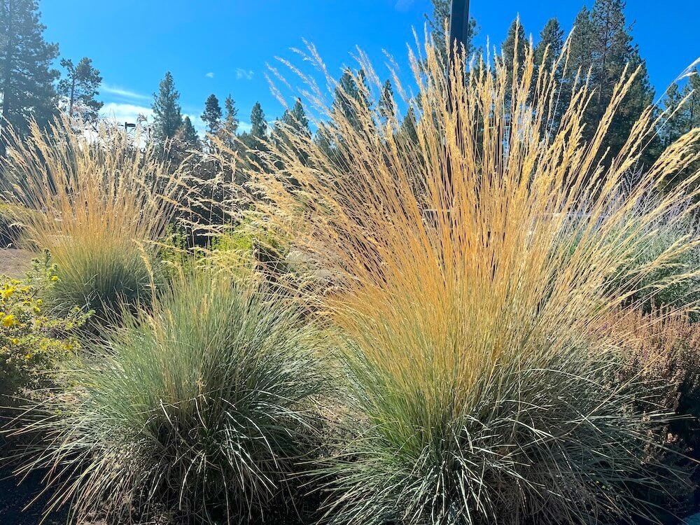 Helictotrichon sempervirens