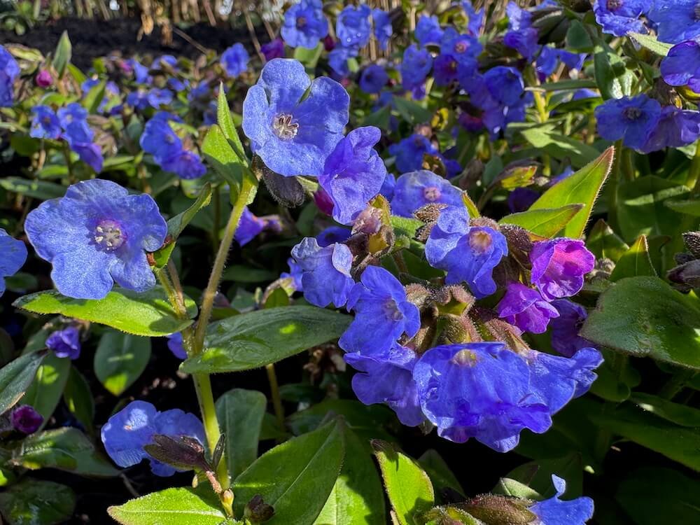 Pulmonaria angustifolia 'Azurea'