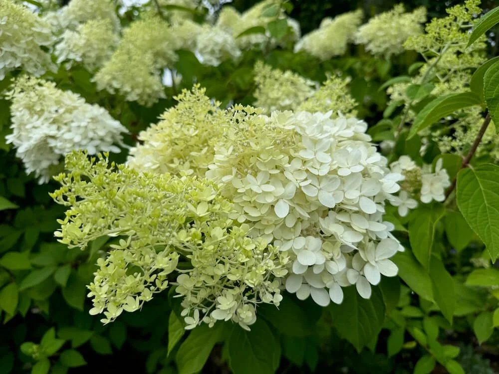 Hydrangea paniculata 'Limelight'
