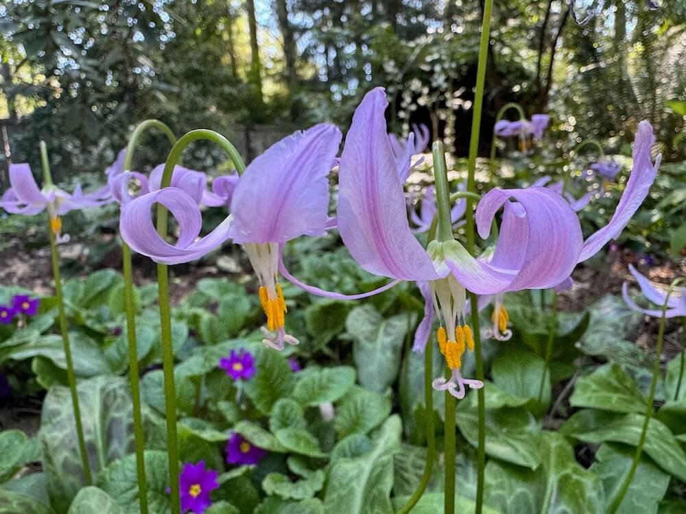 Erythronium revolutum