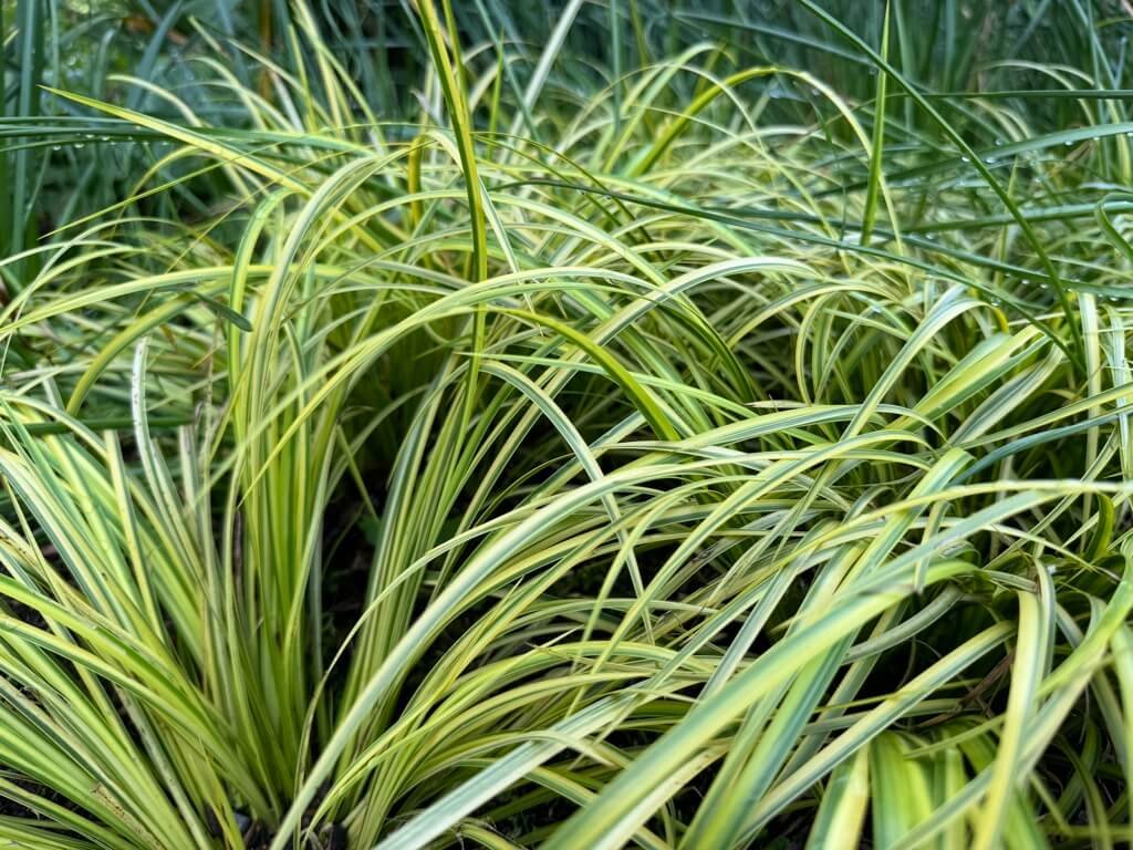 Acorus gramineus ‘Ogon’
