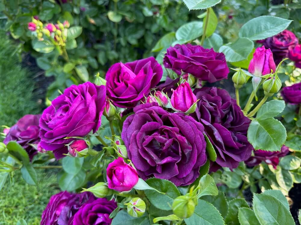 PORTLAND INTERNATIONAL ROSE TEST GARDEN
