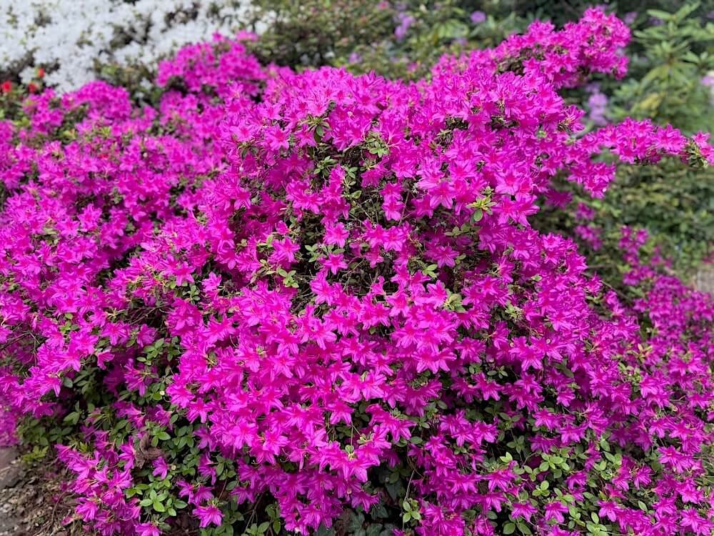 Rhododendron x 'Karen'