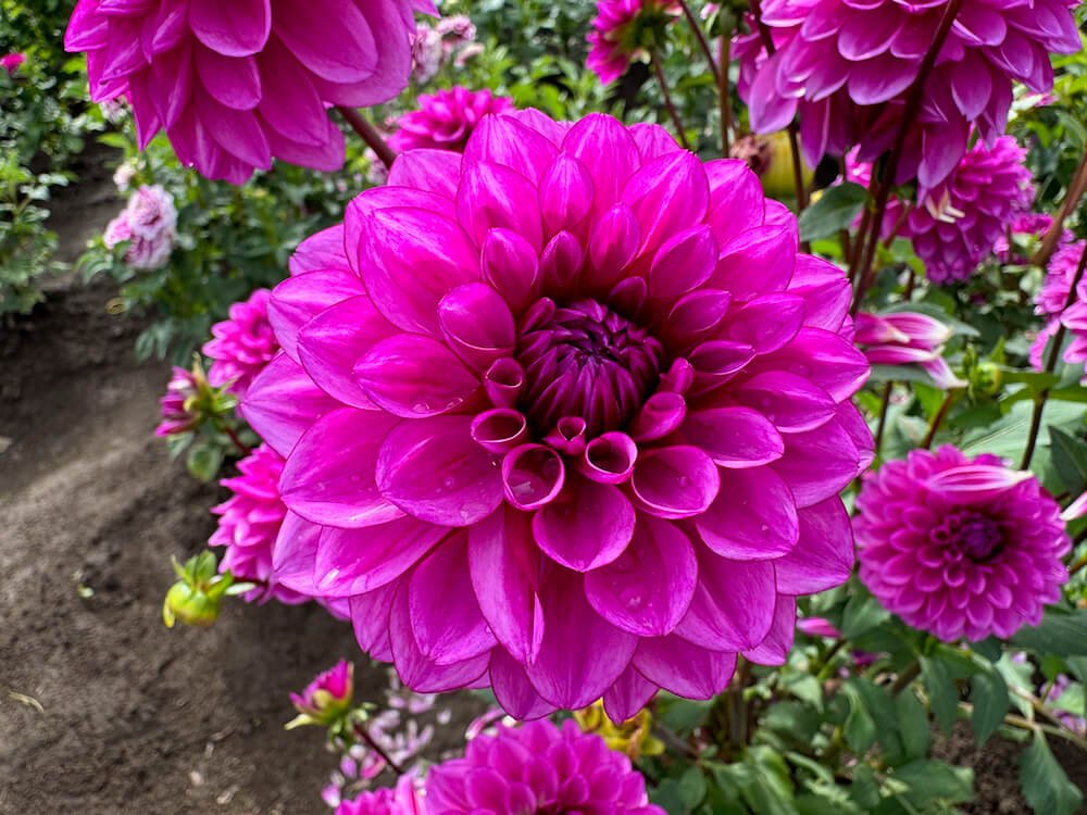 Dahlia 'Ted's Choice'