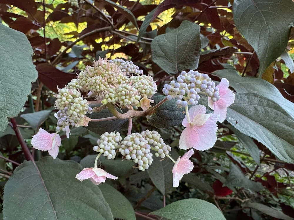 Hydrangea aspera ‘Koki’