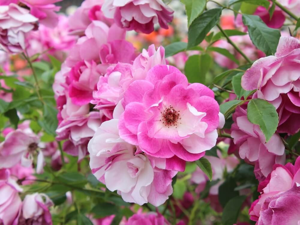 Rosa 'Brilliant Pink Iceberg'
