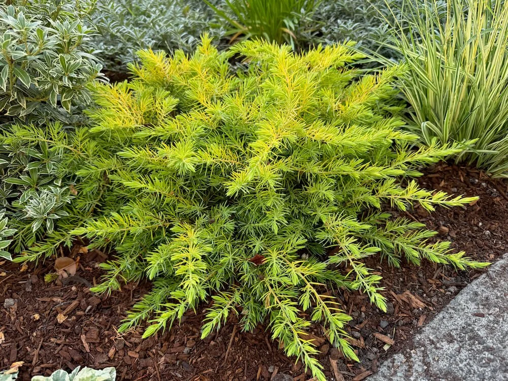 Juniperus conferta ‘Golden Blue Pacific’