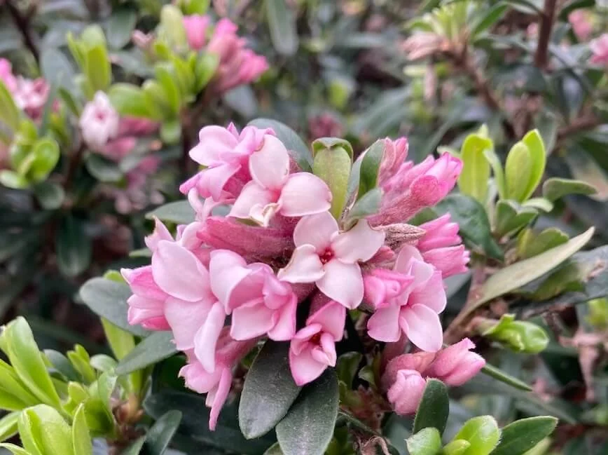 DAPHNE