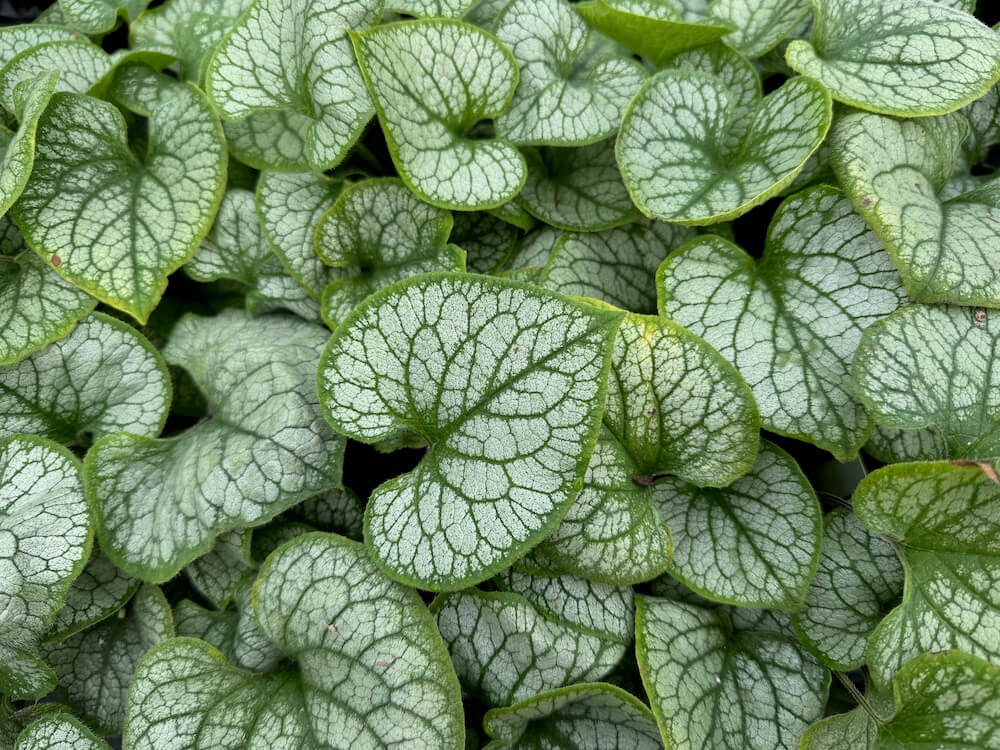 BUGLOSS (Brunnera)