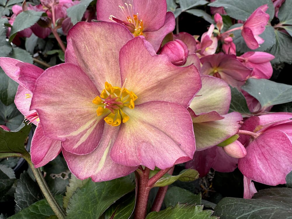 Helleborus x glandorfensis 'Ice N'Roses Early Rose'
