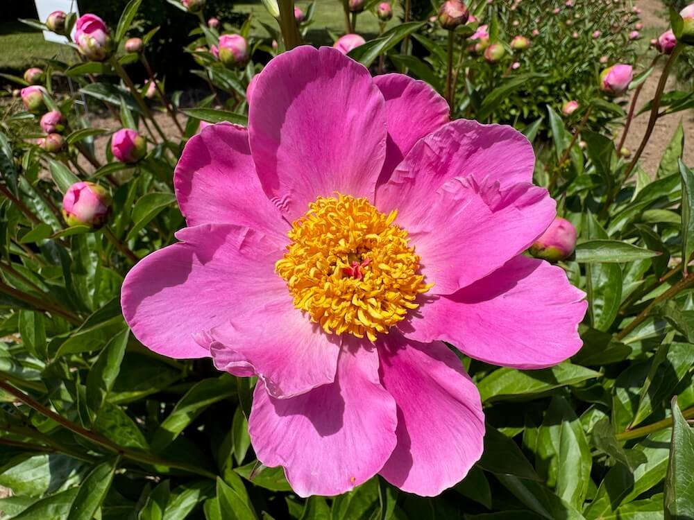 Paeonia lactiflora 'Mischief'