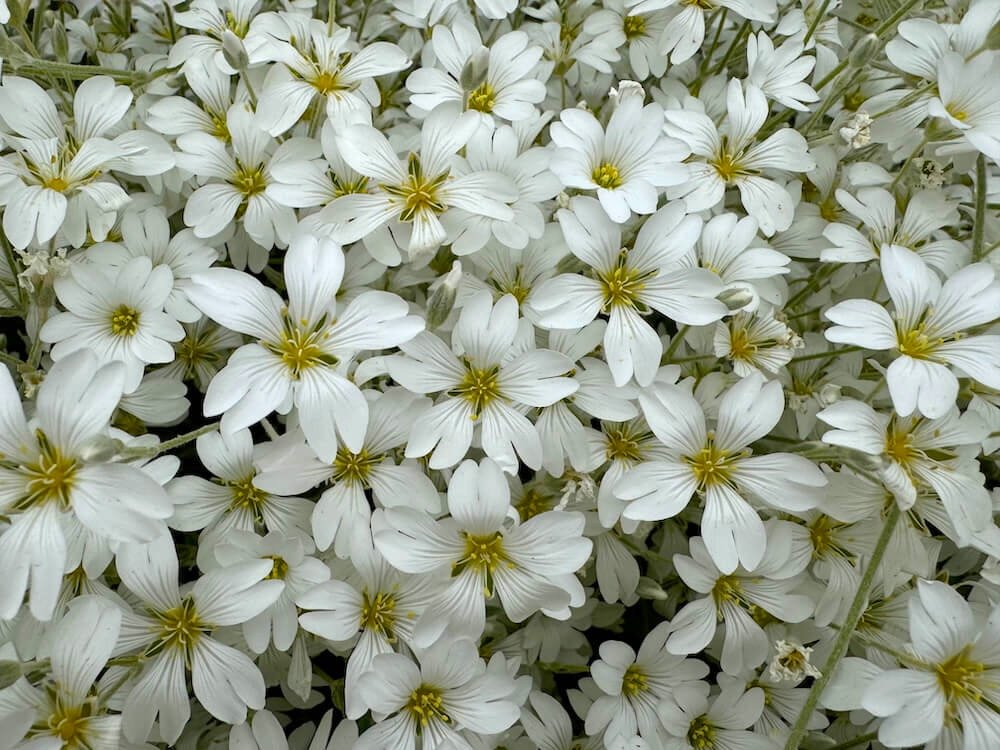 SNOW-IN-SUMMER (Cerastium)