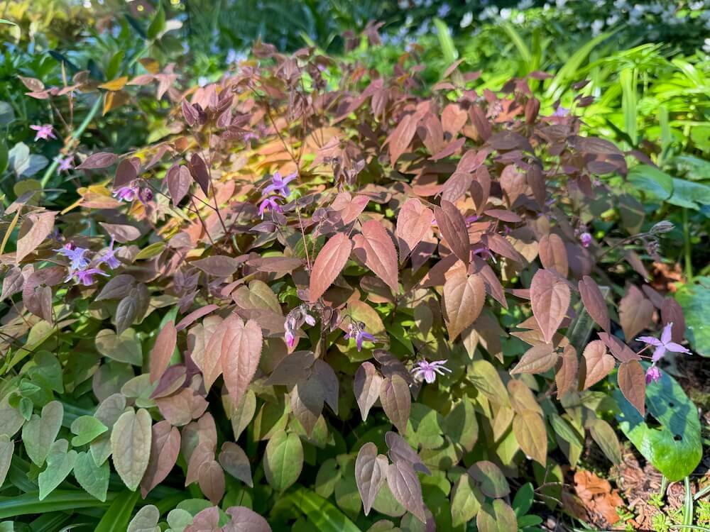 Epimedium grandiflorum 'Queen Esta'