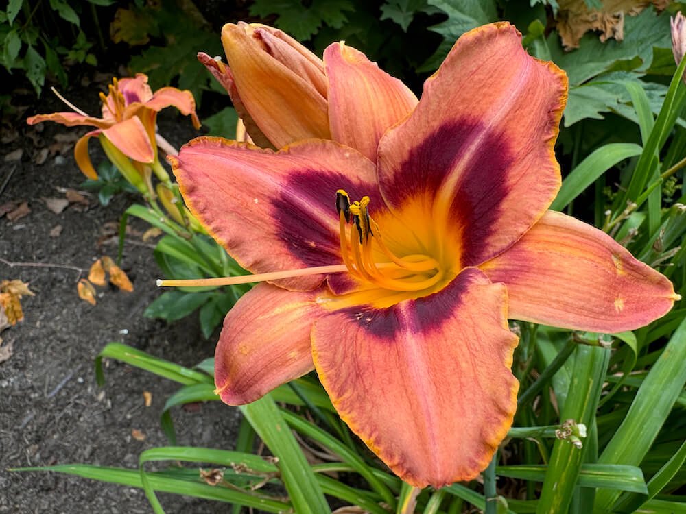 Hemerocallis 'Madeline Nettles Eyes'