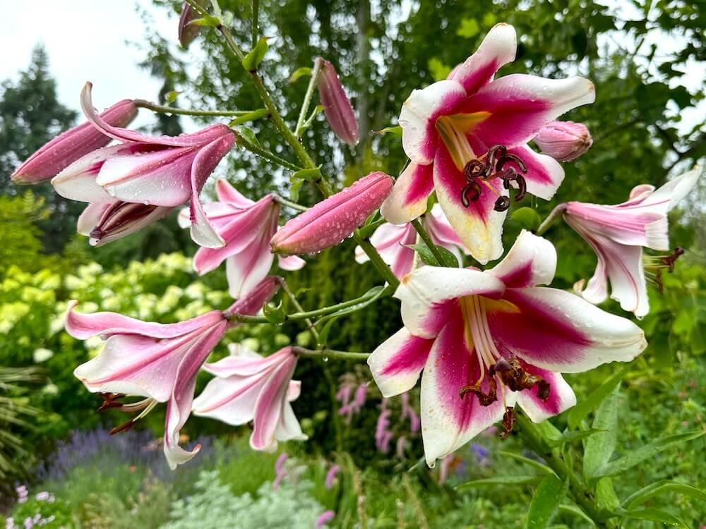Lilium 'Albany'
