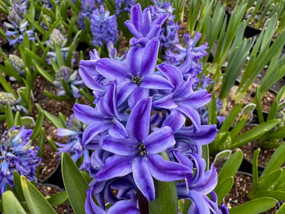 Hyacinthus orientalis 'Blue Pearl'