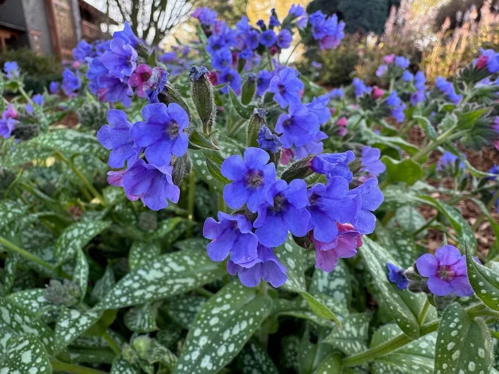 LUNGWORT (Pulmonaria)