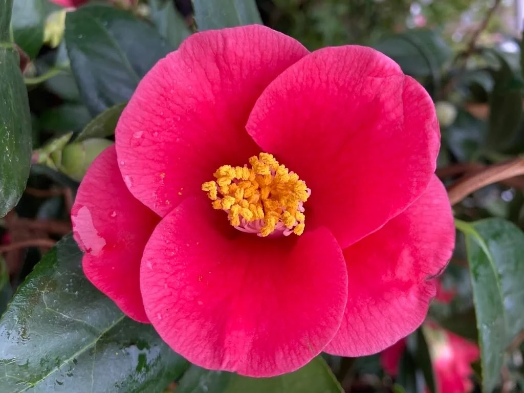 Camellia japonica ‘Unryu’