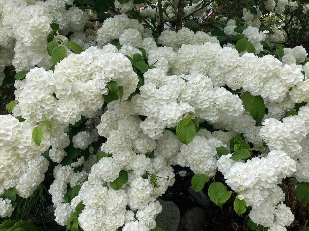 Viburnum plicatum