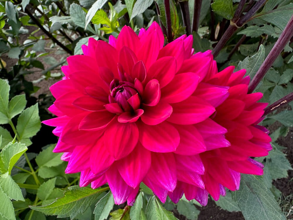 Dahlia 'Passionate'